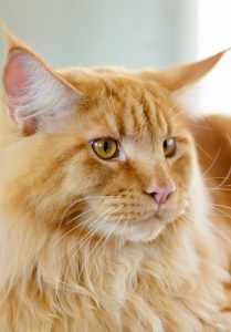 melhor ração para Maine Coon