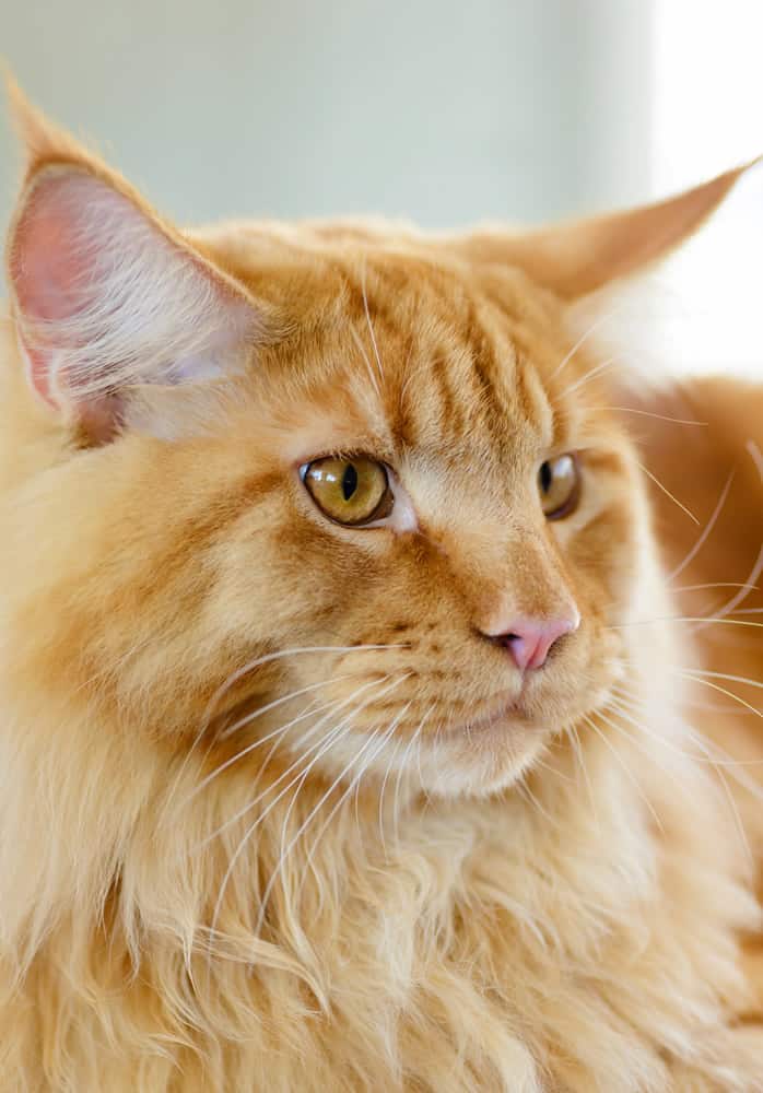 maine coon