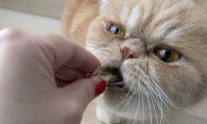 melhor ração para gato persa