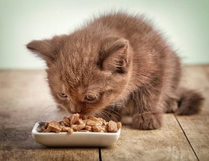 melhores rações para gatos filhotes