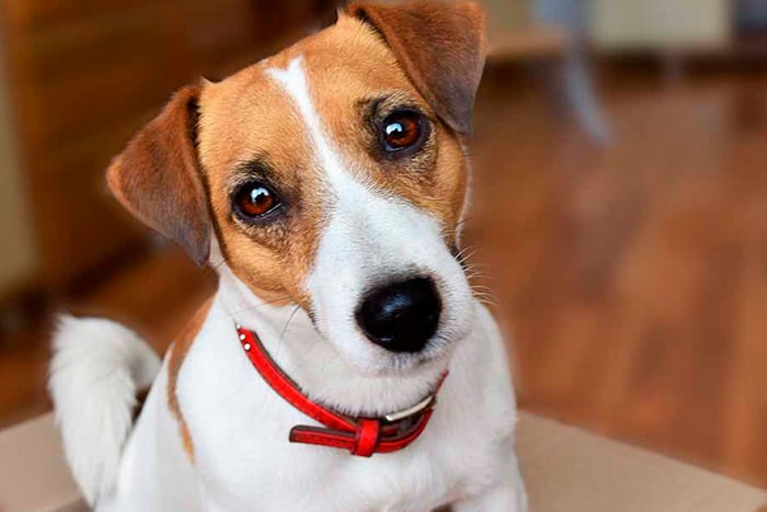 melhor ração para jack russell terrier