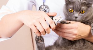 melhores cortadores de unha para gatos