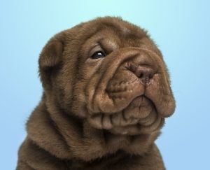 melhor ração para sharpei
