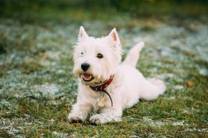 melhor ração para west terrier