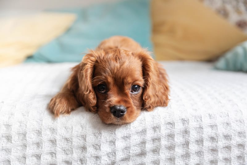 Cavalier King Charles Spaniel