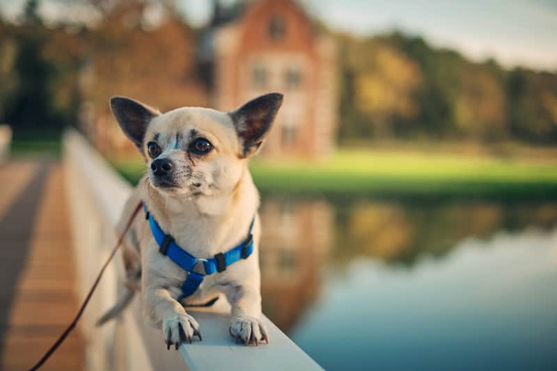 Chihuahua