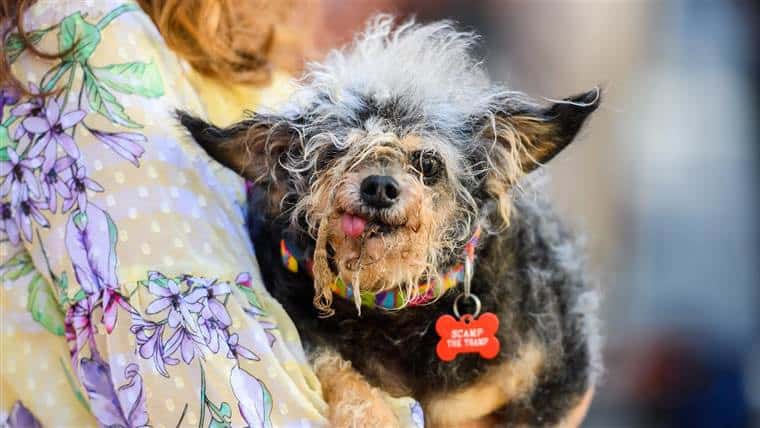 cachorros mais feios do mundo em 2019
