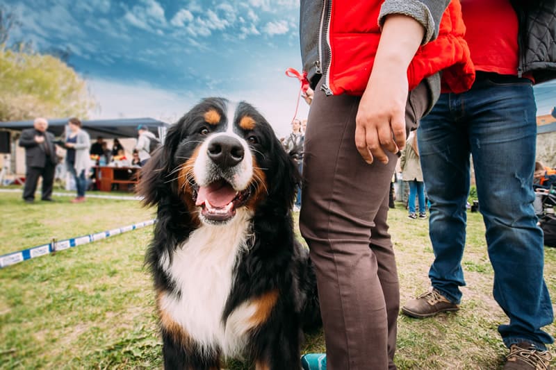 bernese