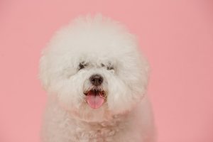 bichon frise