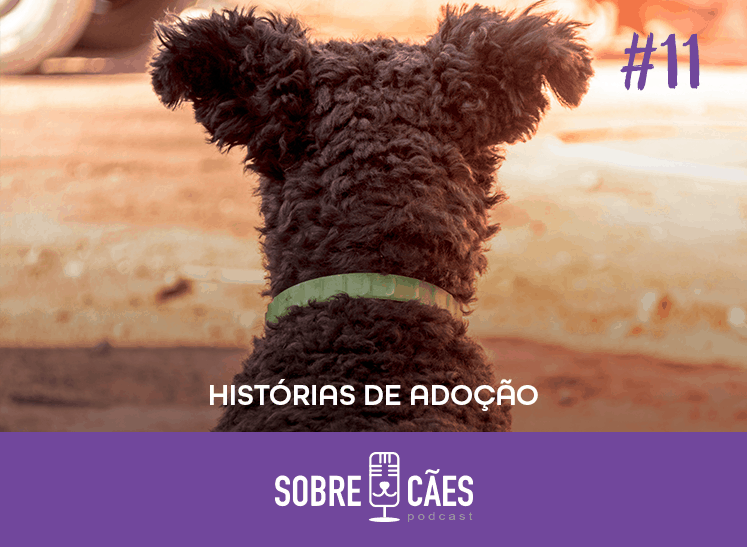 histórias de cães abandonados