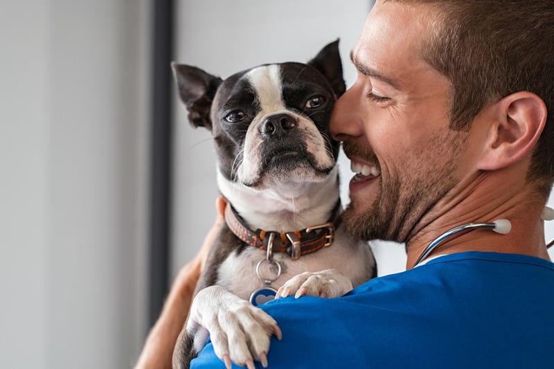 boston terrier