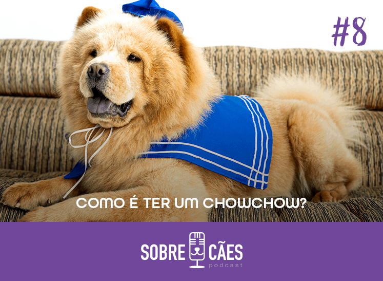 como é ter um chow chow