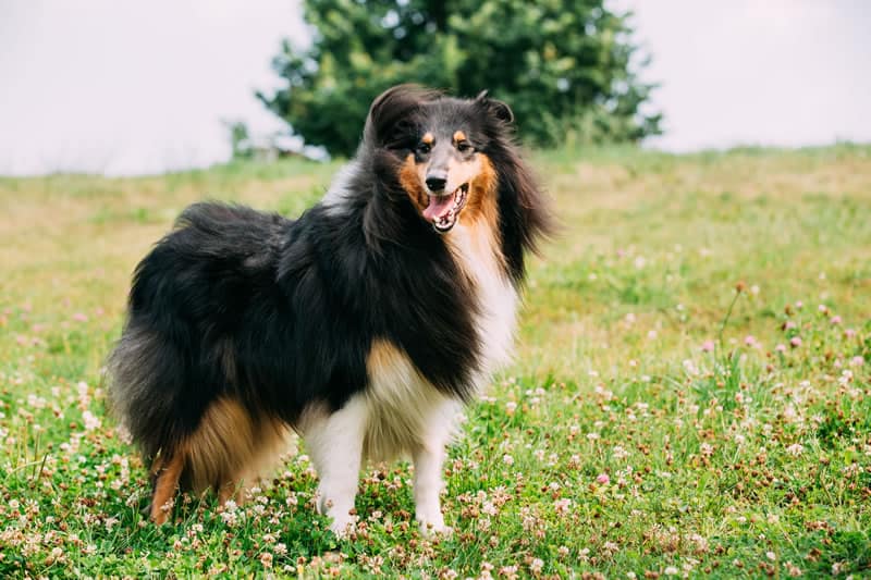 collie