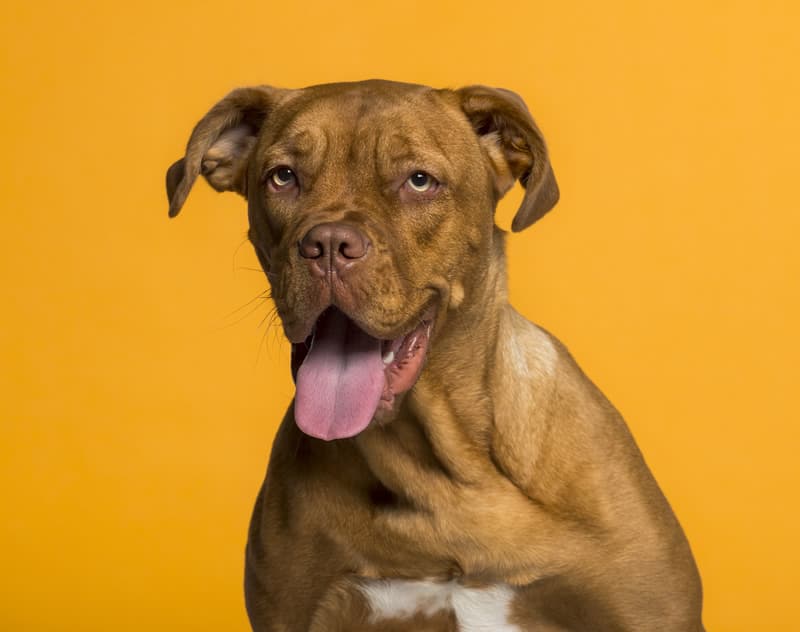 dogue bordeaux