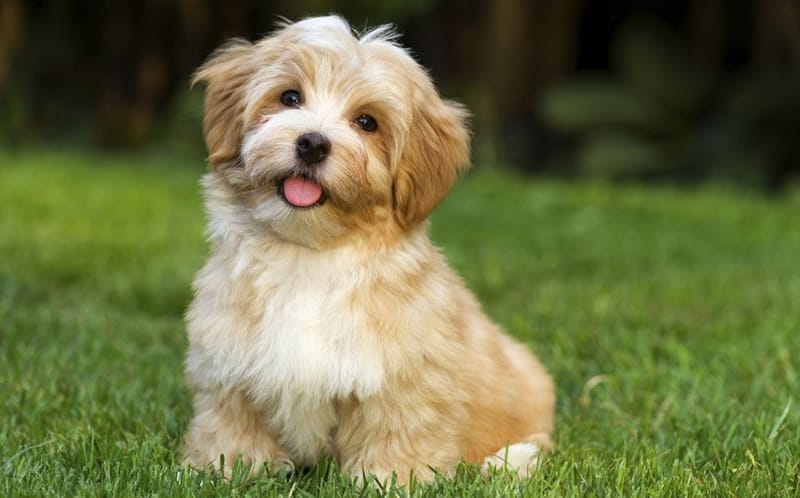 havanese