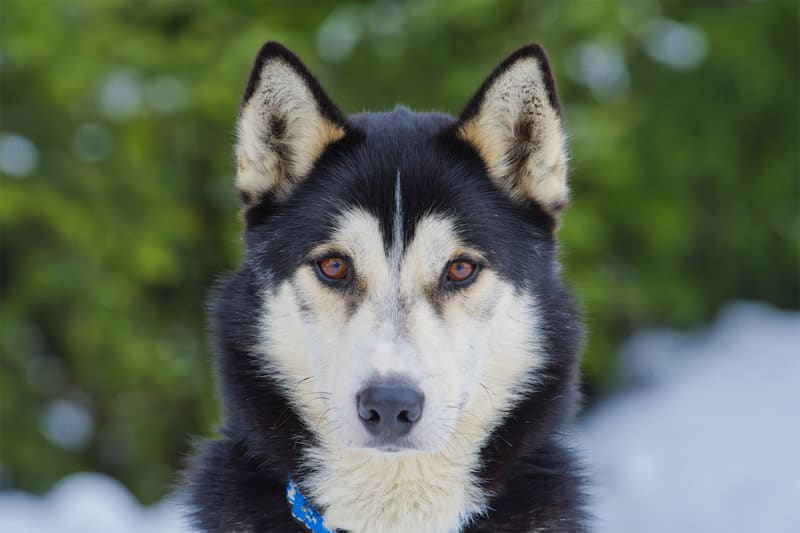 husky