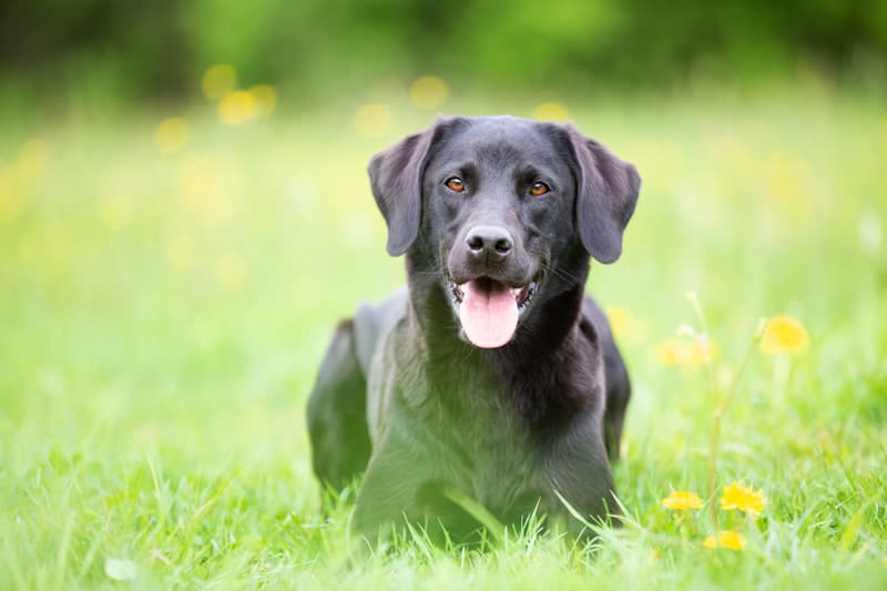 labrador retriever