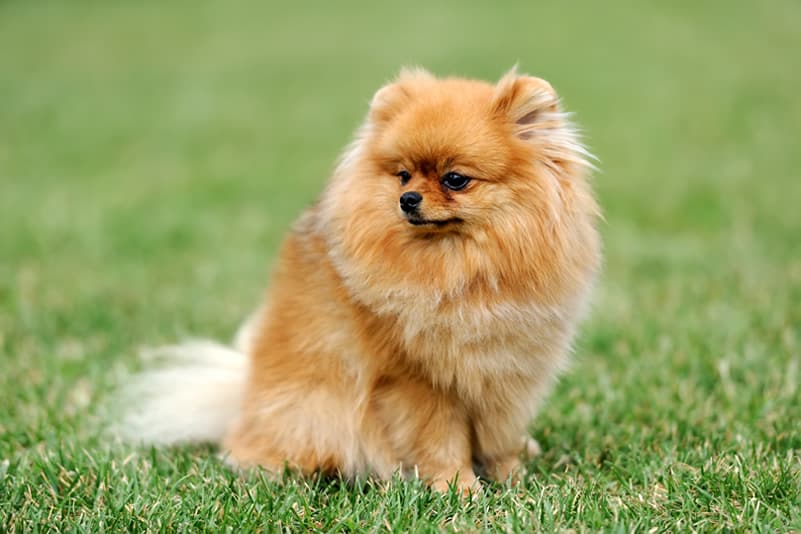 lulu da pomerania