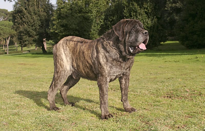 mastiff inglês