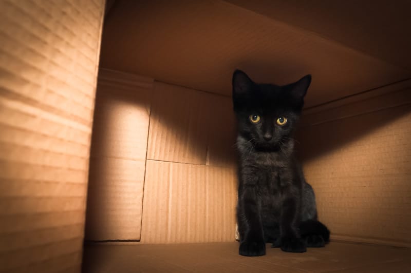 dicas de nomes de felinos