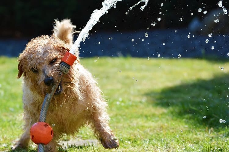 norfolk terrier