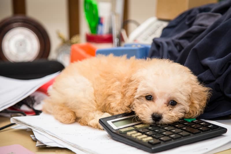 poodle miniatura