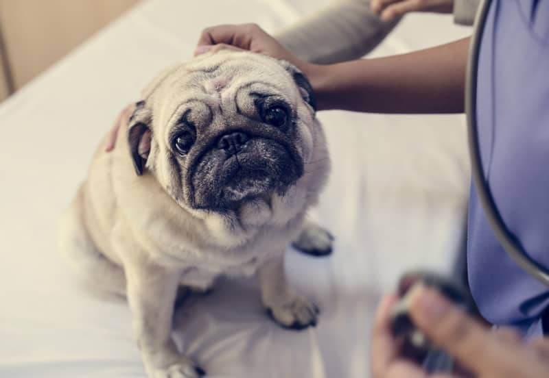 pug
