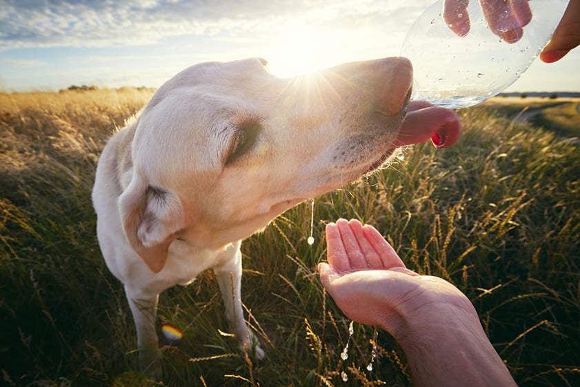 receita de soro caseiro para cachorro