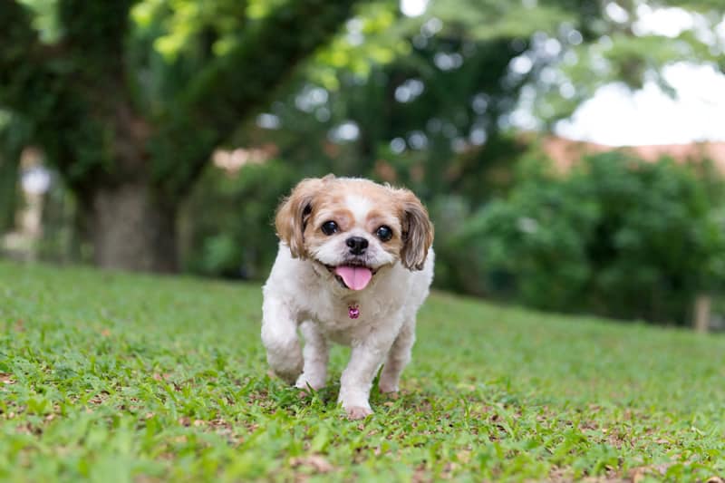 shih tzu