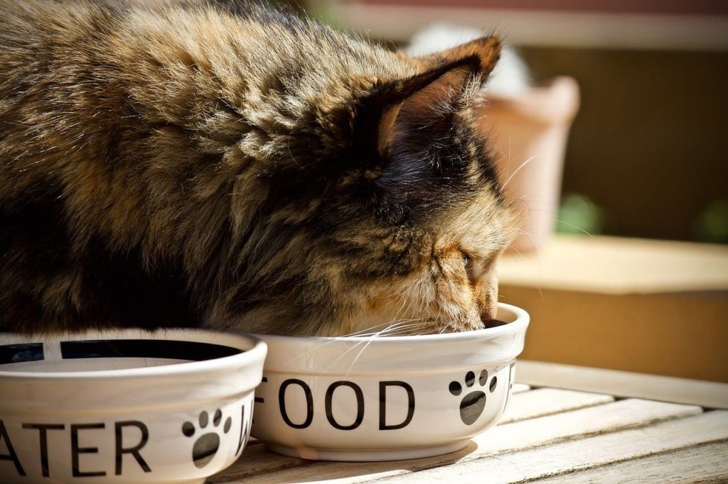melhor ração para gatos