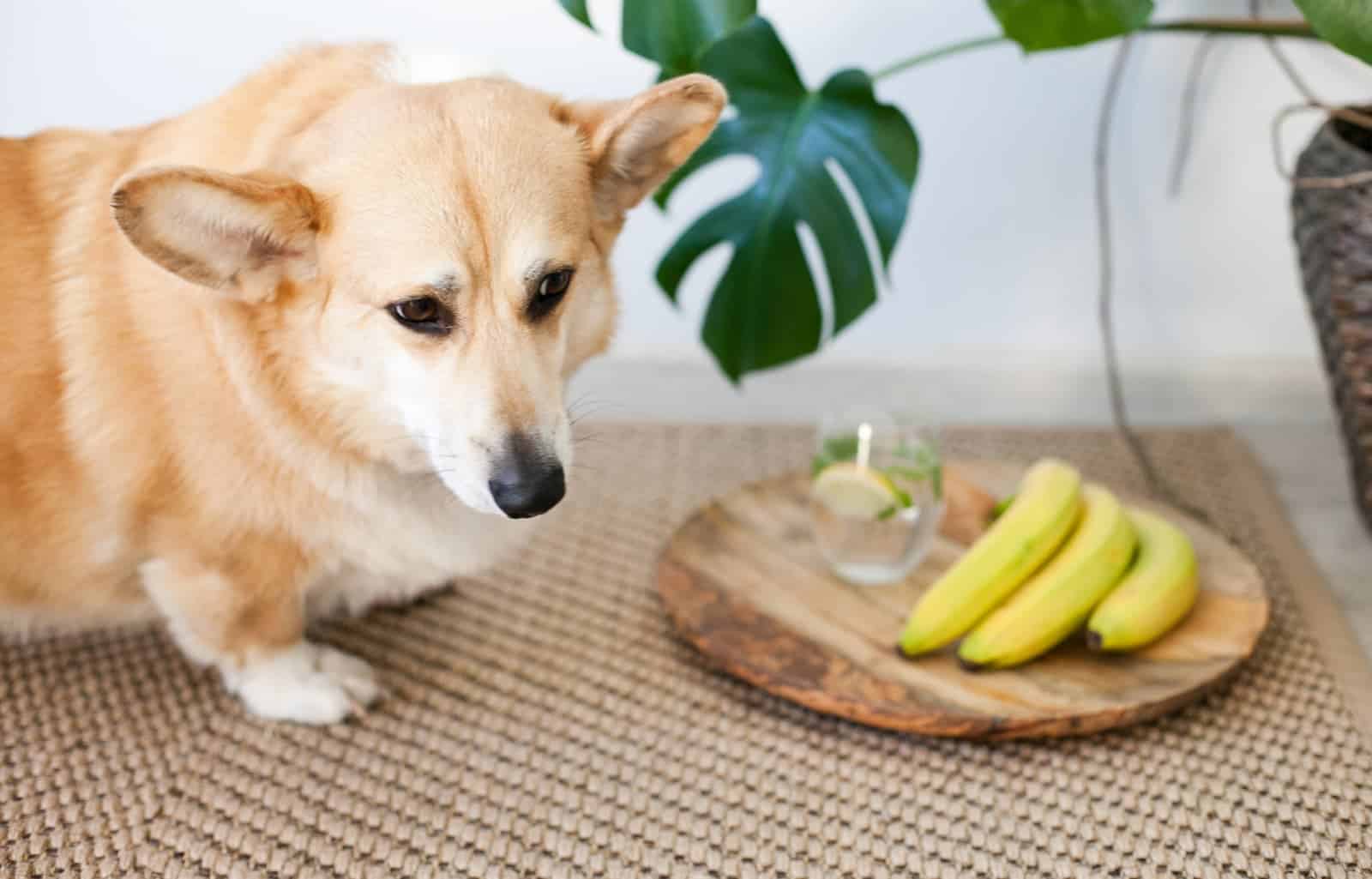 Cachorro pode comer banana?