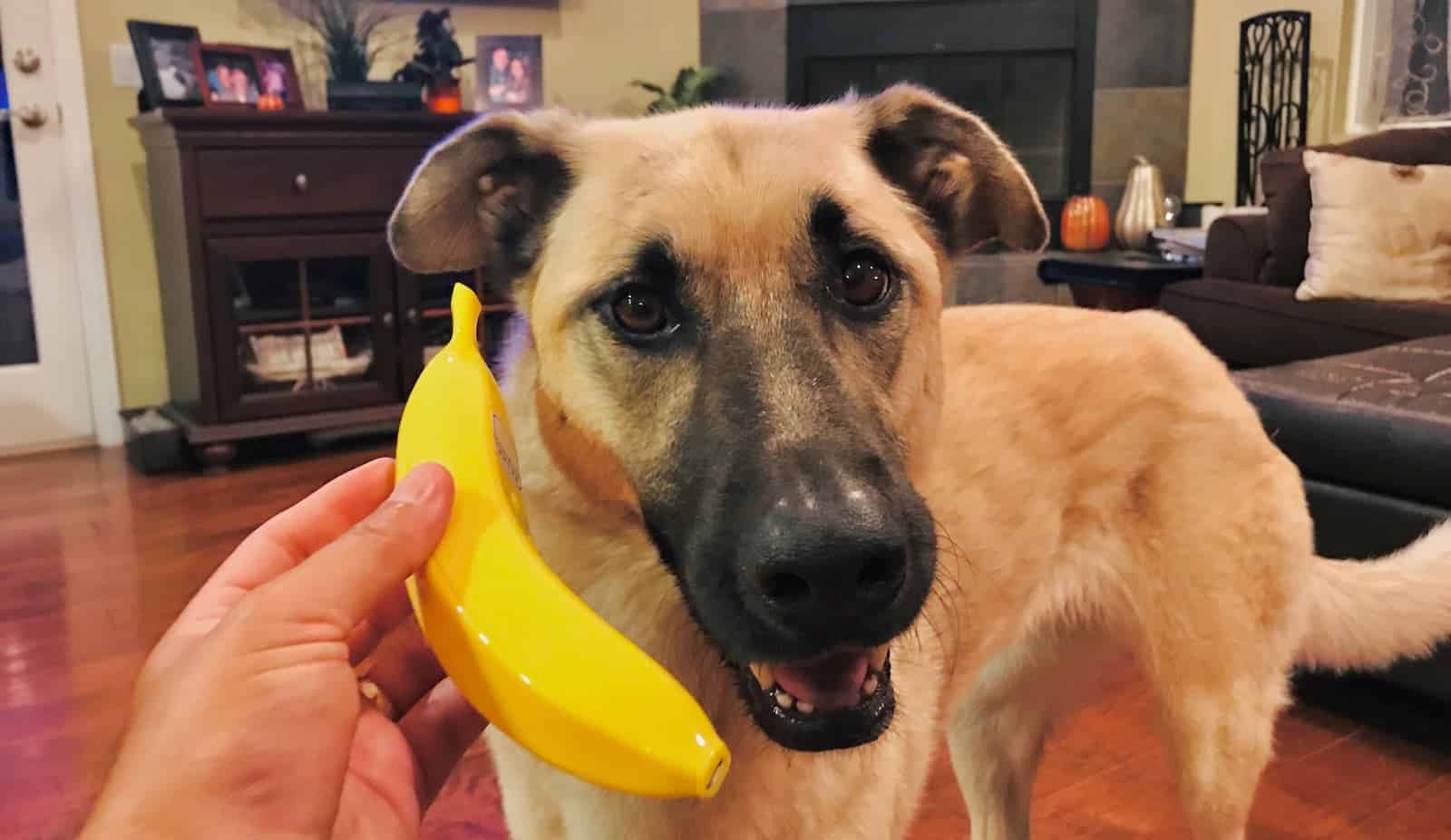 Cachorro pode comer banana?
