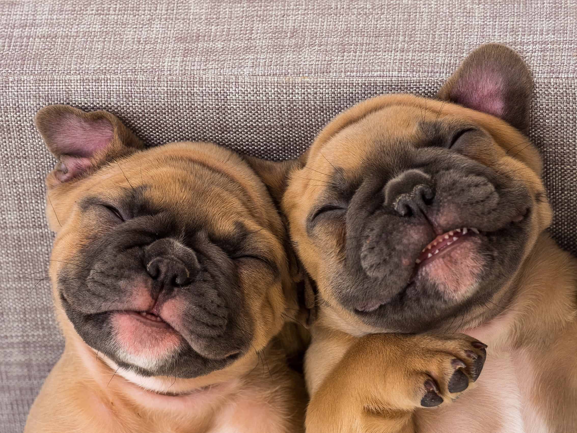 Como adestrar bulldog francês?