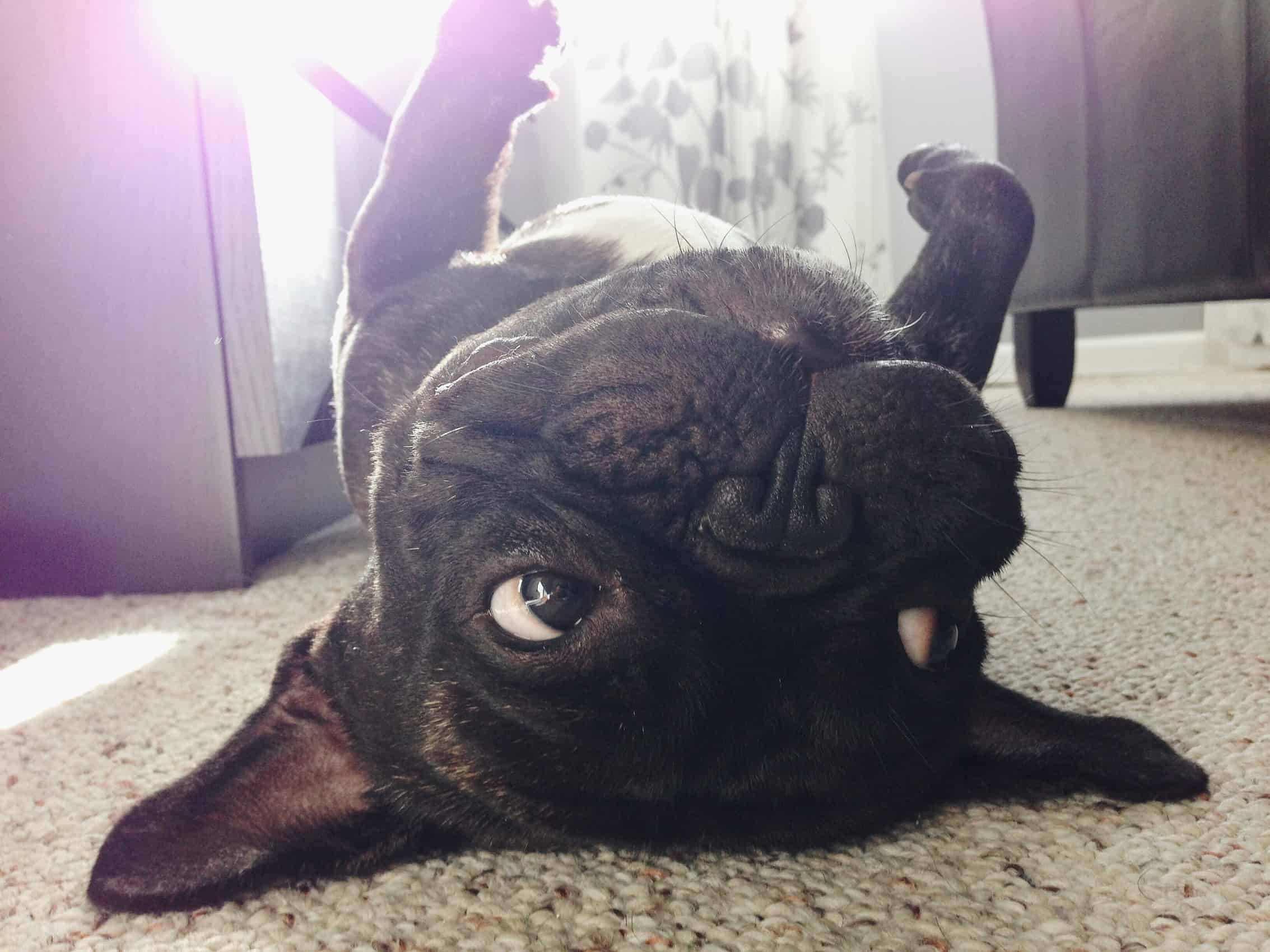 Como adestrar bulldog francês?