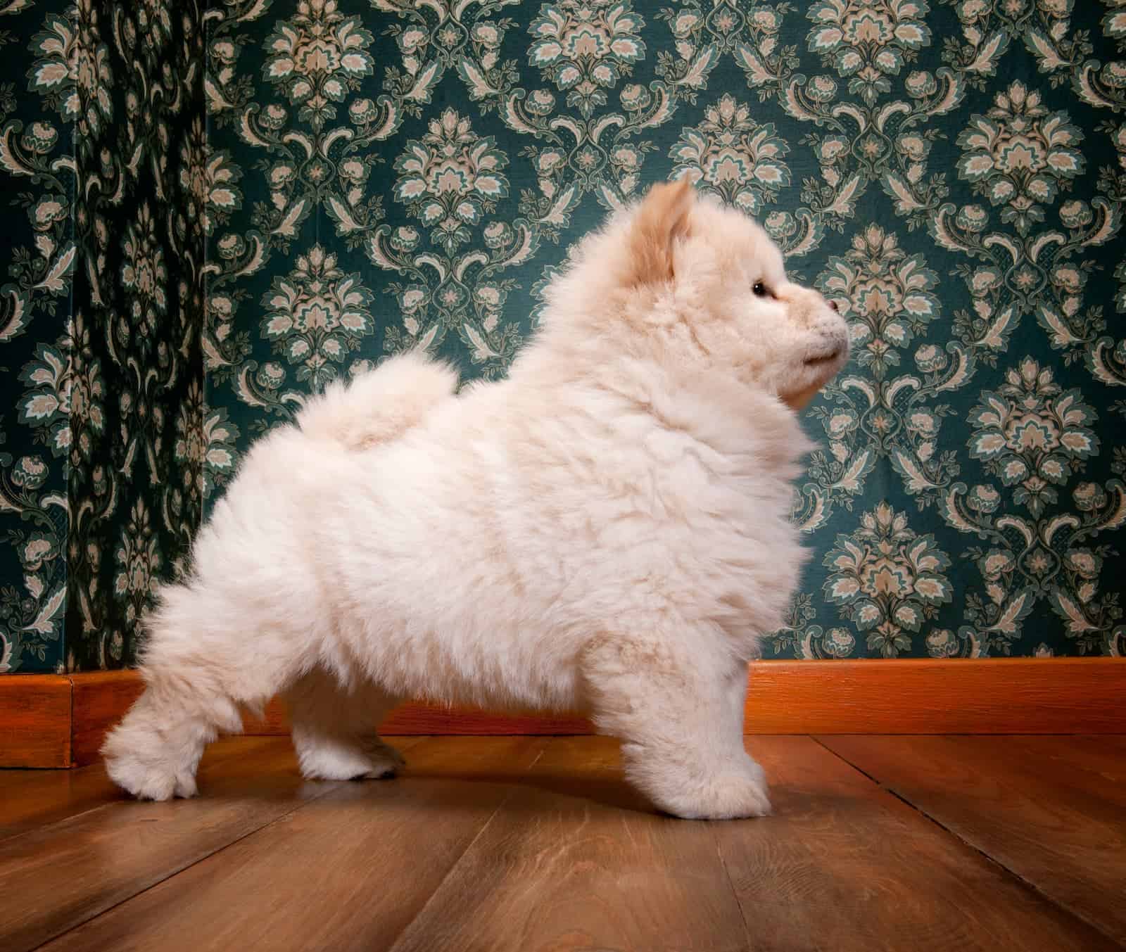 Como adestrar Chow Chow?