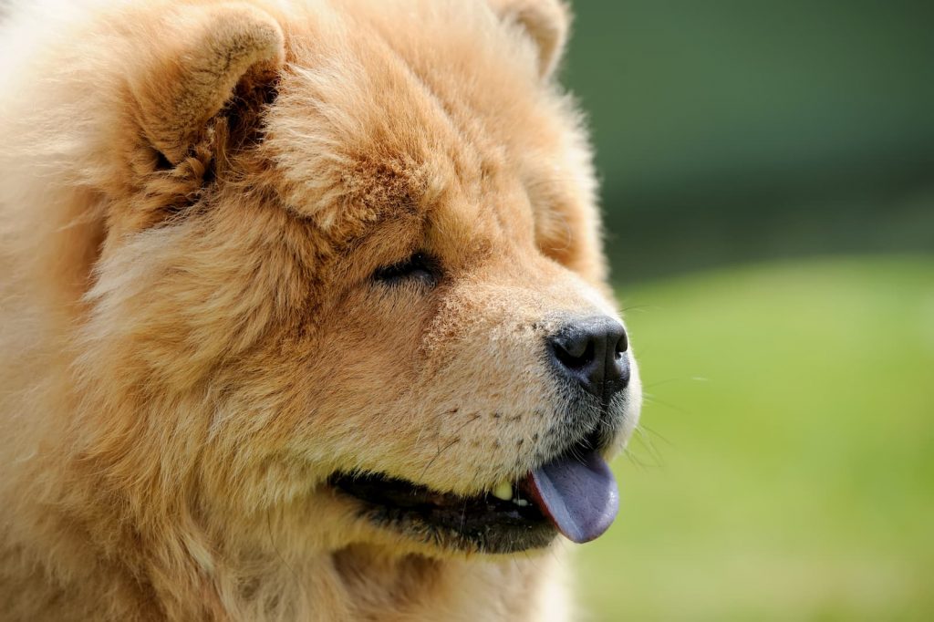 Como adestrar chow chow?