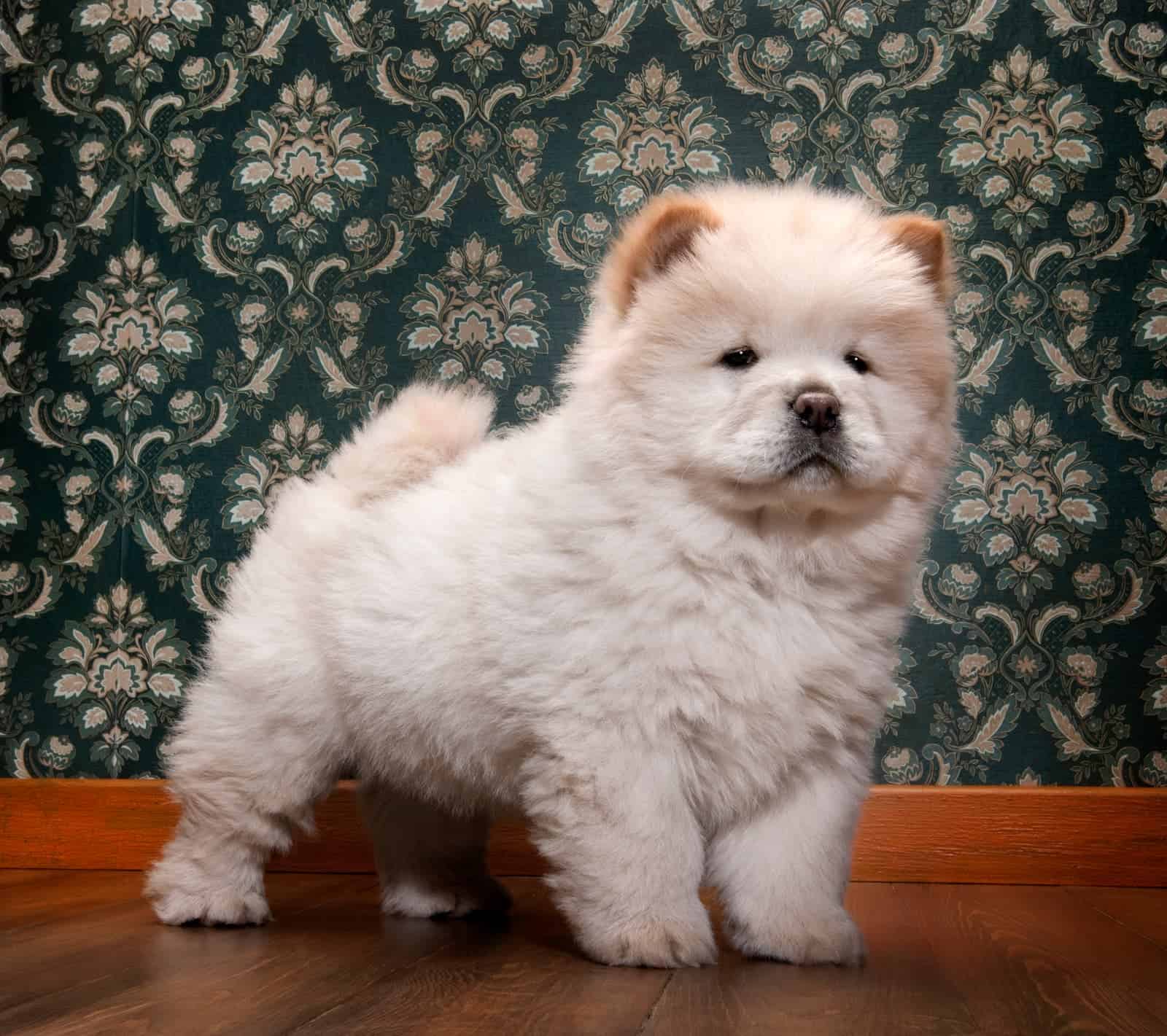 Como adestrar Chow Chow?