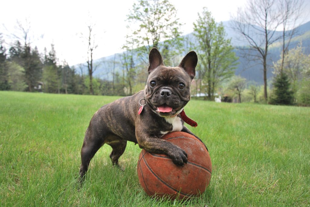 bulldog francês