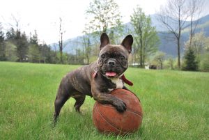 bulldog francês