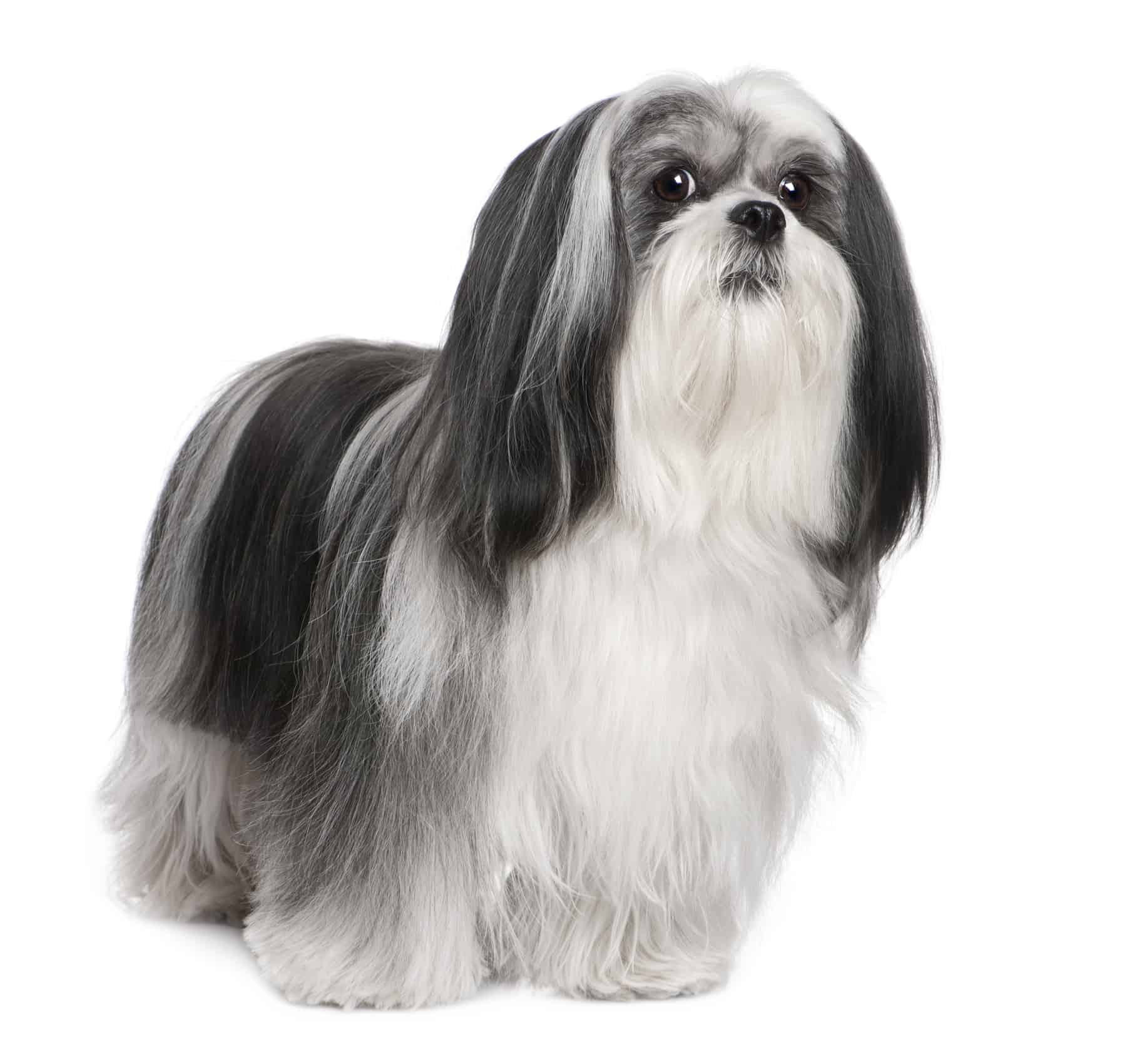 Como treinar seu lhasa apso?