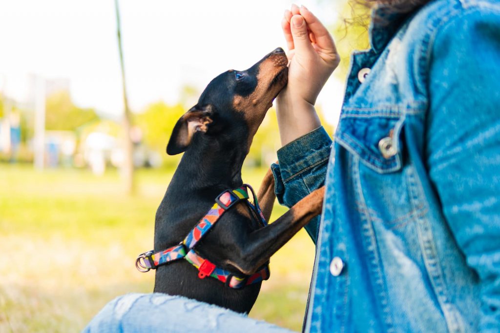 Como adestrar pinscher?