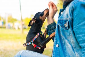 Como adestrar pinscher?