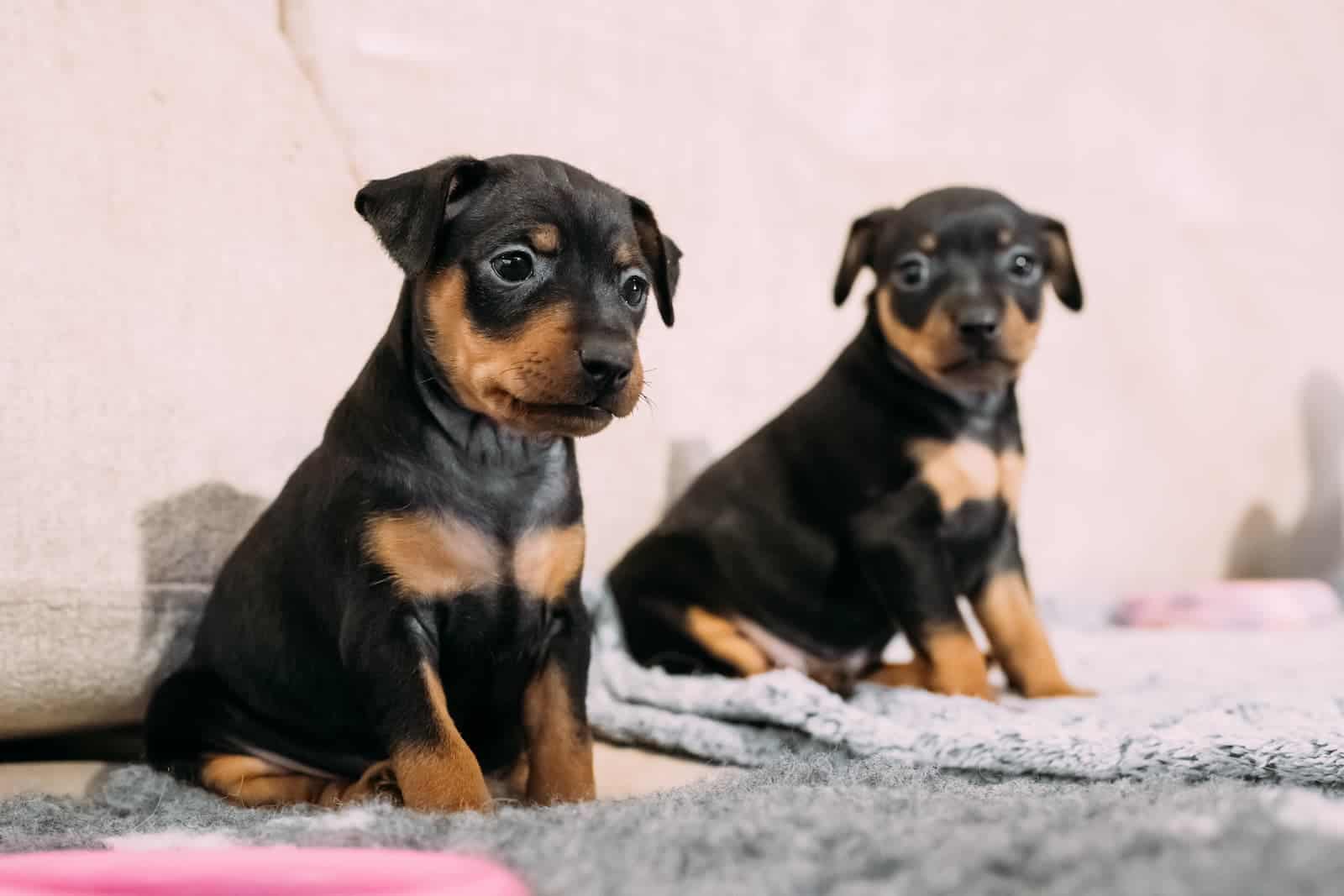 Como adestrar pinscher?