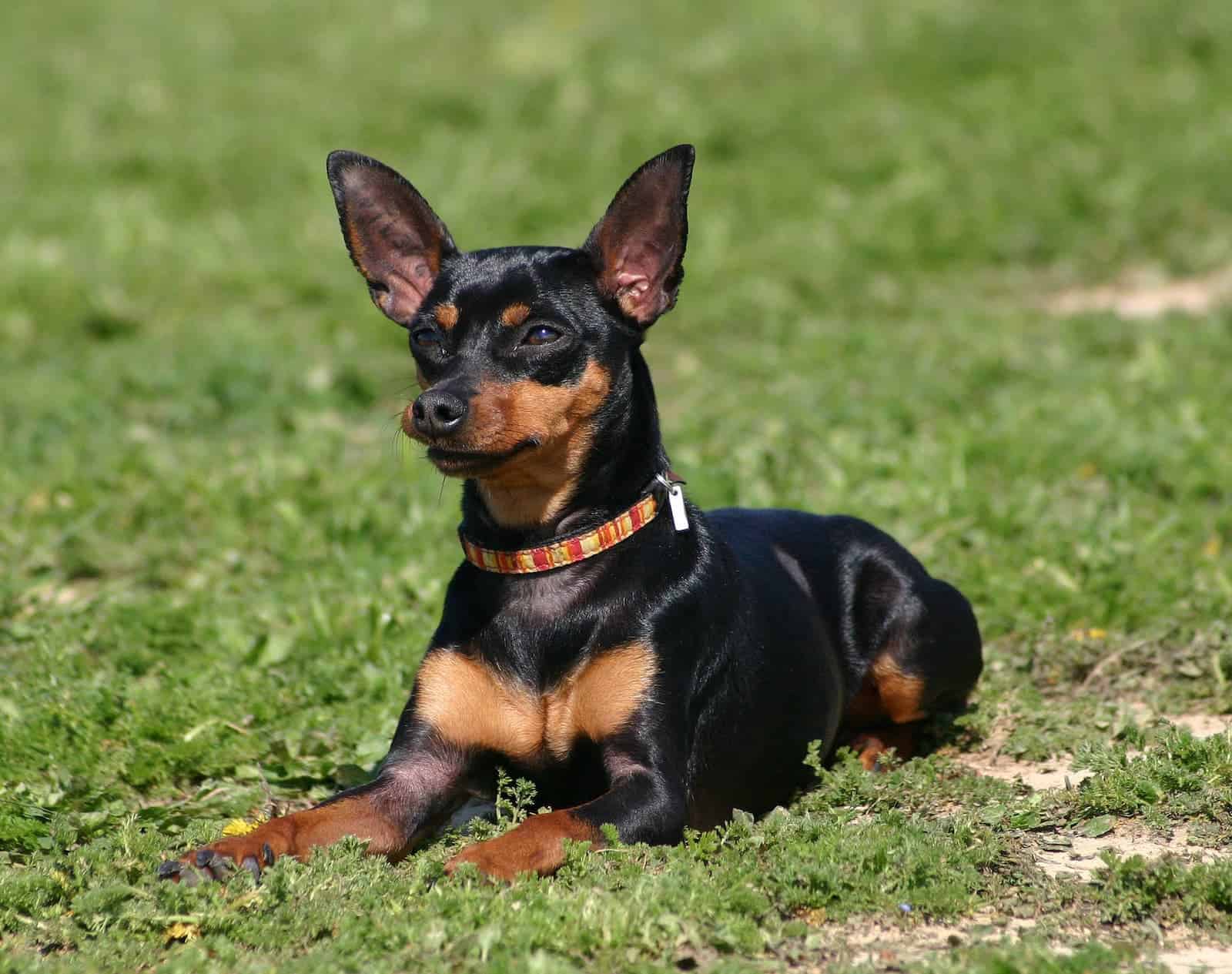 Como adestrar pinscher?
