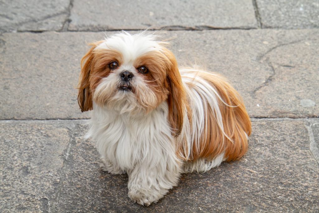 Como adestrar Shih Tzu?