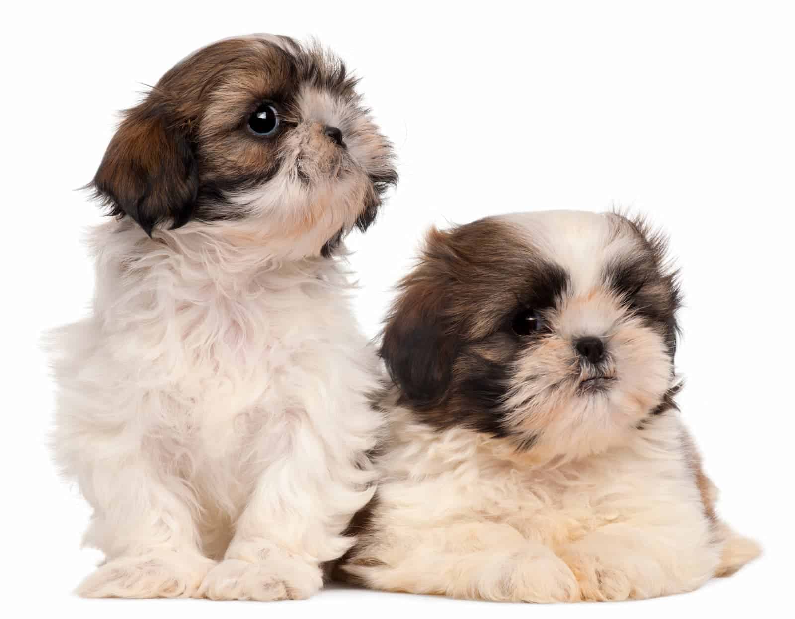 Como adestrar Shih Tzu?