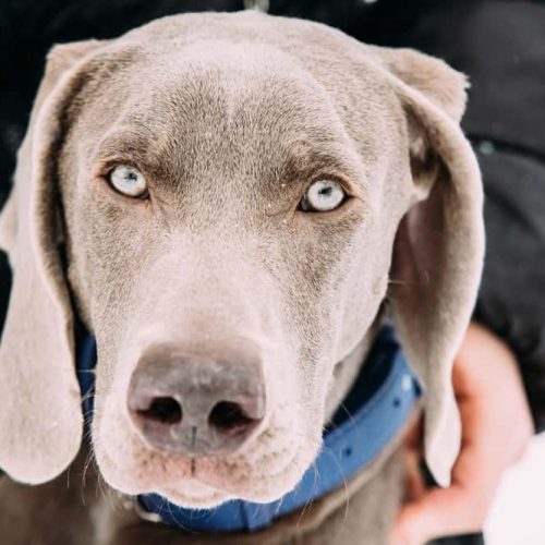 Weimaraner