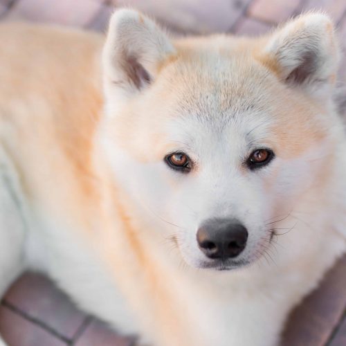 melhor ração para akita inu