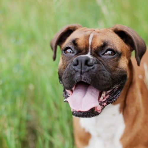 melhor ração para boxer