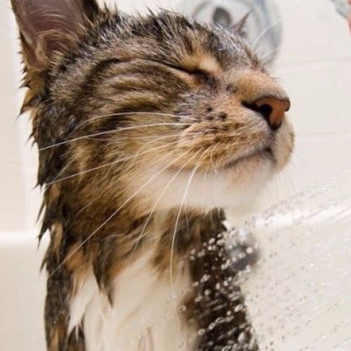 melhores antipulgas para gatos